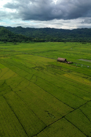 Neatly arranged green rice fields with a beautiful hill as a backdrop. aerial photography showing a panorama of a very wide and green rice field area with hills in the background.の写真素材