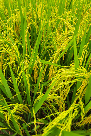 Close up of almost yellow paddy in a large rice field in a beautiful village. background of rice fields with fertile rice. Raw rice plant stalk with ears, organic farming concept.の写真素材