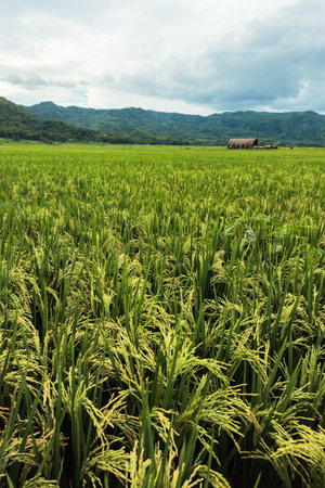 Close up of almost yellow paddy in a large rice field in a beautiful village. background of rice fields with fertile rice. Raw rice plant stalk with ears.の写真素材