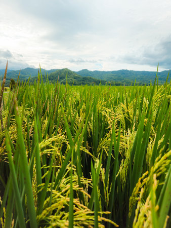 Close up of almost yellow paddy in a large rice field in a beautiful village. background of rice fields with fertile rice. Raw rice plant stalk with ears, organic farming concept.の写真素材