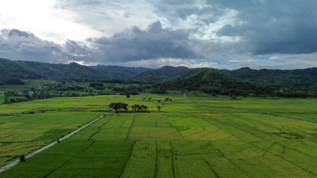 Neatly arranged green rice fields with a beautiful hill as a backdrop. aerial photography showing a panorama of a very wide and green rice field area with hills in the background.の写真素材