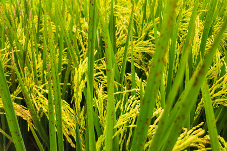 Close up of almost yellow paddy in a large rice field in a beautiful village. background of rice fields with fertile rice. Raw rice plant stalk with ears, organic farming concept.の写真素材