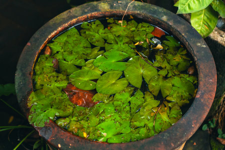 The photo looks above the patio pond which is naturally growing with water plants. The patio pond concept uses abandoned clay barrel to beautify the corners of the room or terraceの写真素材