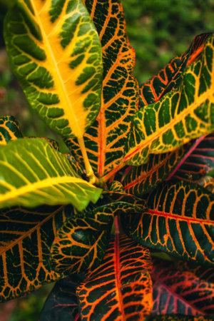 Close up of variegated croton plant leaves in the garden. Top view detail of Garden croton leaves which are very lush and have a unique colorの写真素材