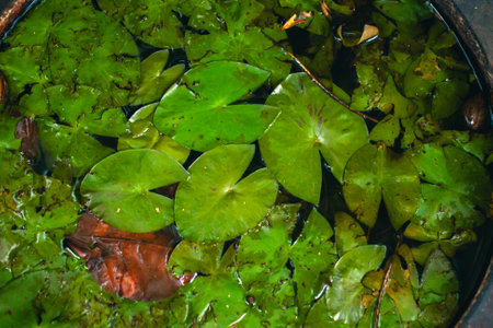 The photo looks above the patio pond which is naturally growing with water plants. The patio pond concept uses abandoned clay barrel to beautify the corners of the room or terraceの写真素材