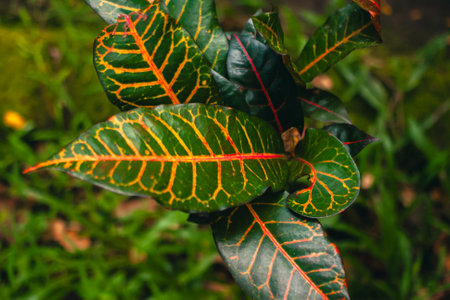 Close up of variegated croton plant leaves in the garden. Top view detail of Garden croton leaves which are very lush and have a unique colorの写真素材