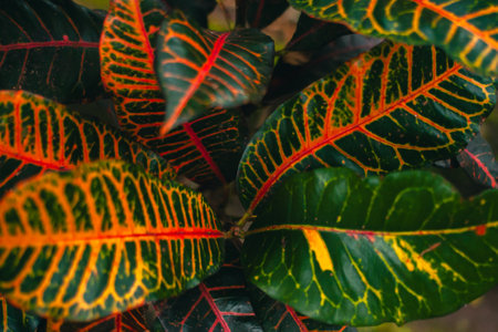 Close up of variegated croton plant leaves in the garden. Top view detail of Garden croton leaves which are very lush and have a unique colorの写真素材