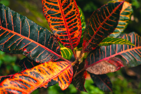 Close up of variegated croton plant leaves in the garden. Top view detail of Garden croton leaves which are very lush and have a unique colorの写真素材