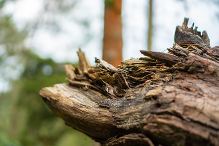 Close up of the trunk and branches of a pine tree that are no longer intact in some parts with a bokeh background.の写真素材