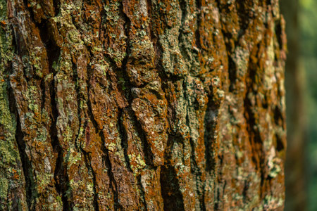 Close up of the texture of the pine tree bark which in some parts is mossy with a bokeh background.の写真素材