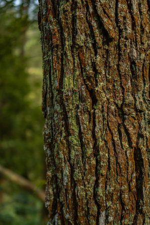 Close up of the texture of the pine tree bark which in some parts is mossy with a bokeh background.の写真素材