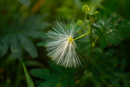 Detail of beautiful white flower in bloom with bokeh background. close up of white flower blooming in the middle of forest with blur backgroundの写真素材