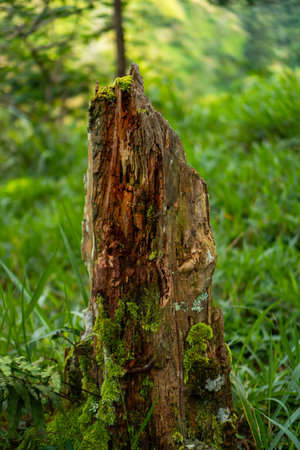 Close up of the trunk and branches of a pine tree that are no longer intact in some parts with a bokeh background.の写真素材