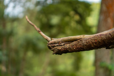 Close up of the trunk and branches of a pine tree that are no longer intact in some parts with a bokeh background.の写真素材