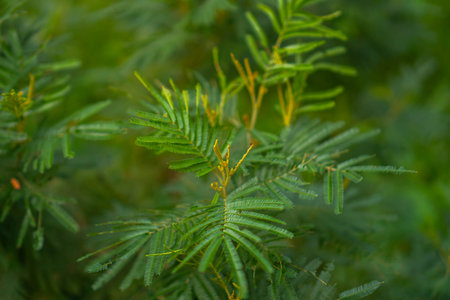 Close-up of pine leaves growing wild in a dense forest area. Detail and bokeh of pine leaves for backgroundの写真素材