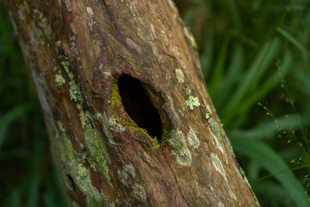 Close up of the trunk and branches of a pine tree that are no longer intact in some parts with a bokeh background.の写真素材