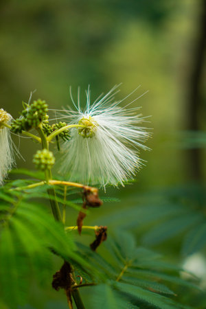 Detail of beautiful white Calliandra haematocephala flower in bloom with bokeh background. close up of white flower blooming in the middle of forest with blur backgroundの写真素材