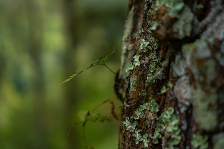 Close up of the trunk and branches of a pine tree that are no longer intact in some parts with a bokeh background.の写真素材