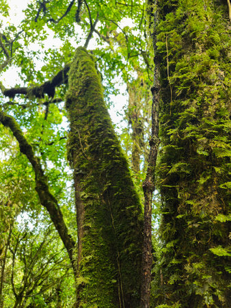 The view of dense trees covered with thick moss in the highland forest area, the green leaves and...