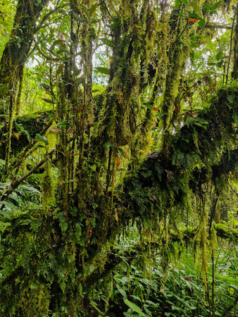 The view of dense trees covered with thick moss in the highland forest area, the green leaves and...