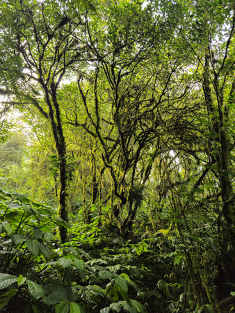 The view of dense trees covered with thick moss in the highland forest area, the green leaves and...