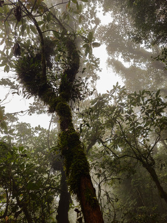 The view of dense trees covered with thick moss in the highland forest area, the green leaves and...