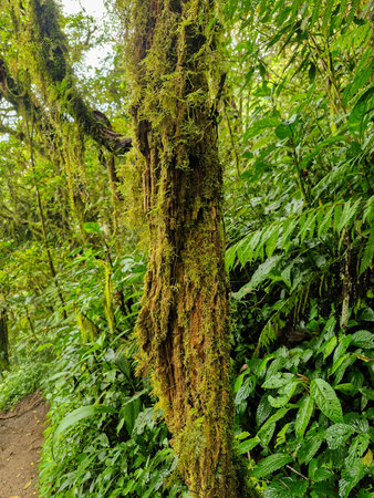 The view of dense trees covered with thick moss in the highland forest area, the green leaves and...