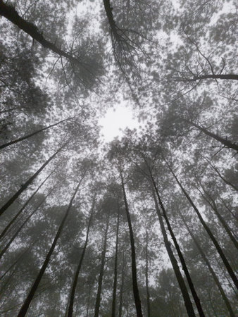 A photo of a pine forest that is still very pristine with a cool atmosphere. The pine forest area is...