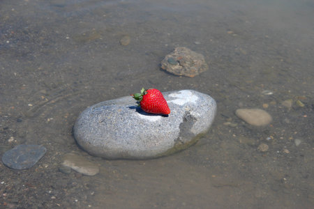 lonely berry on the stone seashoreの写真素材