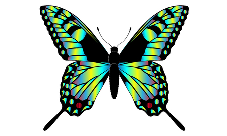 Illustration of a swallowtail butterflyのイラスト素材