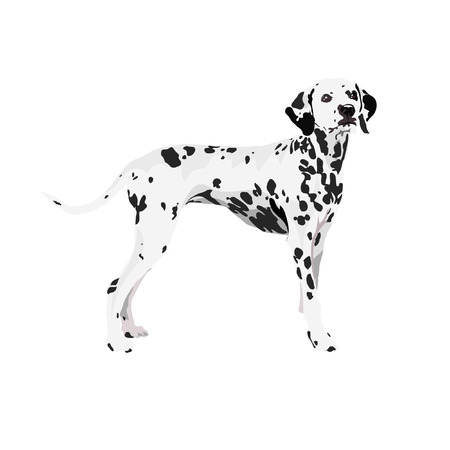 dalmatian at white backgroundのイラスト素材