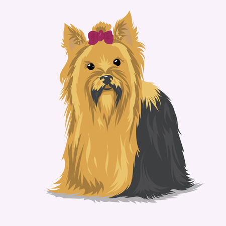 yorkshire terrier dog at white backgroundのイラスト素材