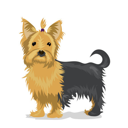 yorkshire terrier at white backgroundのイラスト素材