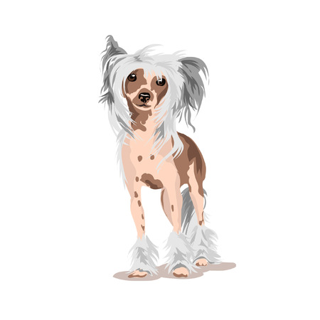 chinese crested dog stayのイラスト素材