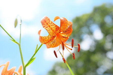 Pretty pink flowersの写真素材