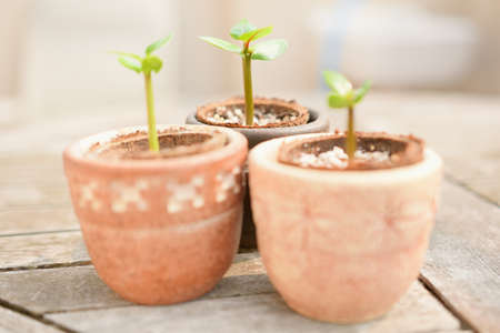Plumeria Seedlingsの写真素材
