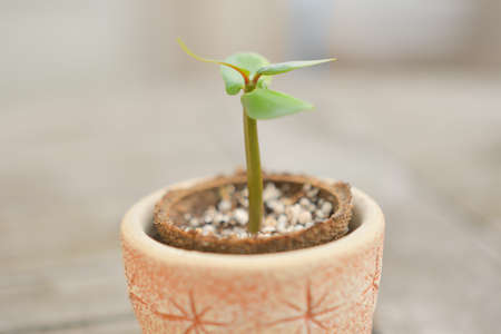 Plumeria Seedlingsの写真素材