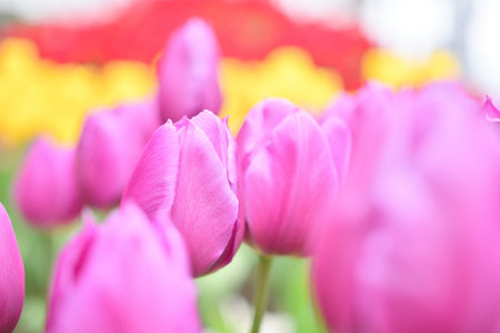 Tulip flower