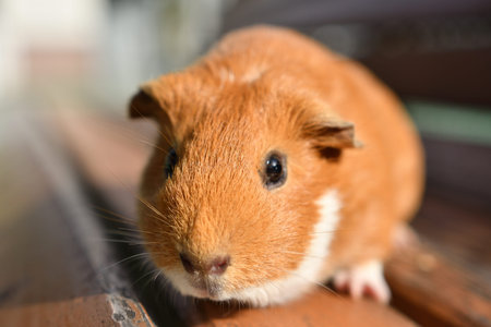 Close-up photos of hamsters