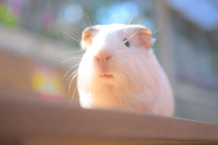 Close-up photos of hamstersの写真素材