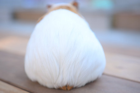 Close-up photos of hamsters
