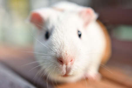 Close-up photos of hamstersの写真素材