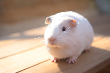 Close-up photos of hamstersの写真素材
