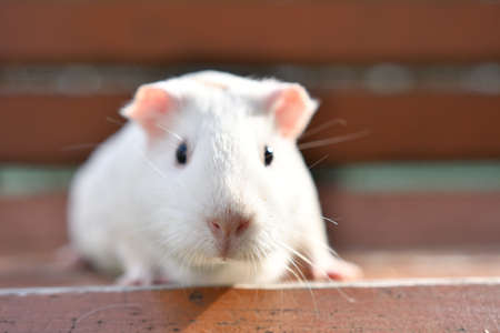 Close-up photos of hamstersの写真素材