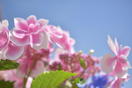 Hydrangea Flower (Variety: Konpeito)