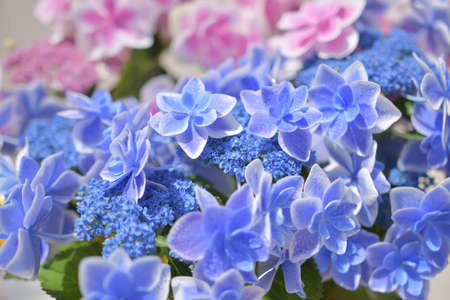 Hydrangea Flower (Variety: Konpeito)の写真素材