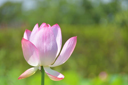 Lotus Flowers in Lotus Pondの写真素材