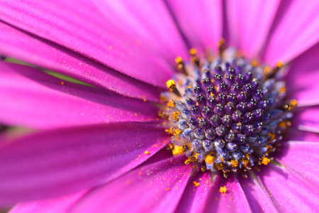 Close-up photos of gerbera flowers