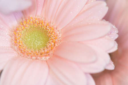 Close-up photos of gerbera flowersの写真素材
