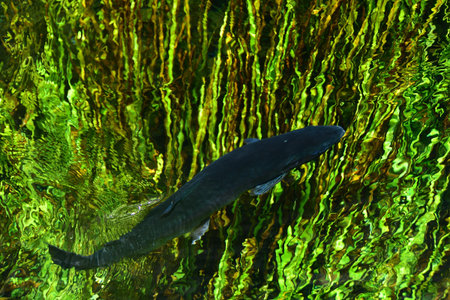 The clear spring water of Oshino Hakkai in Yamanashi Prefecture and the trout swimming in it.